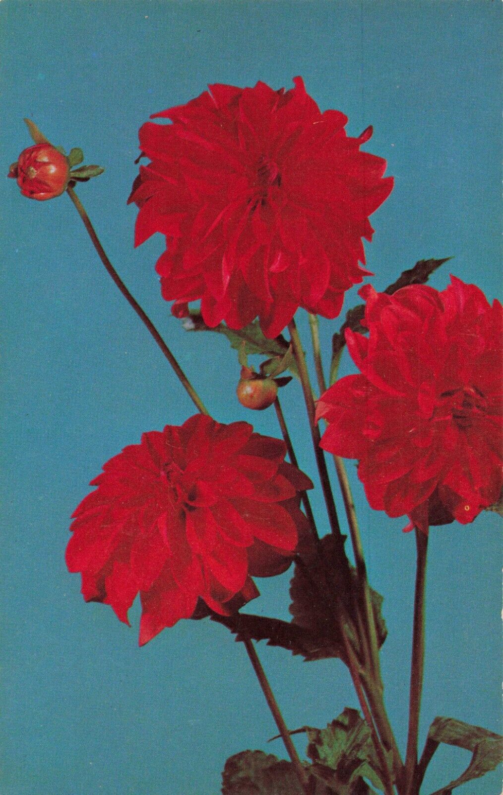 Henniker NH New Hampshire, Romantic Red Dahlias, Vintage Postcard