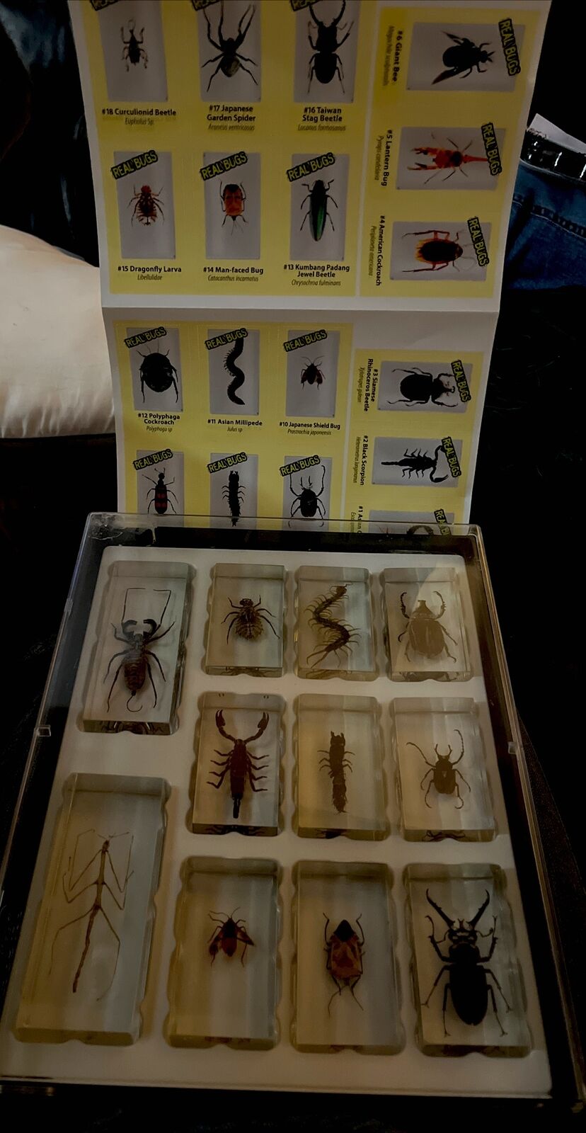 100% Full Set 11 Large Real Exotic Bugs With Sticker Labels
