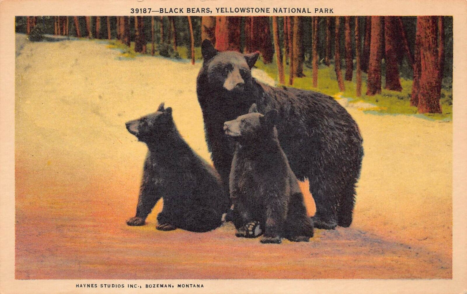 Madonna Of The Wilds Yellowstone Mama Black Bear Cubs Vtg Postcard M1
