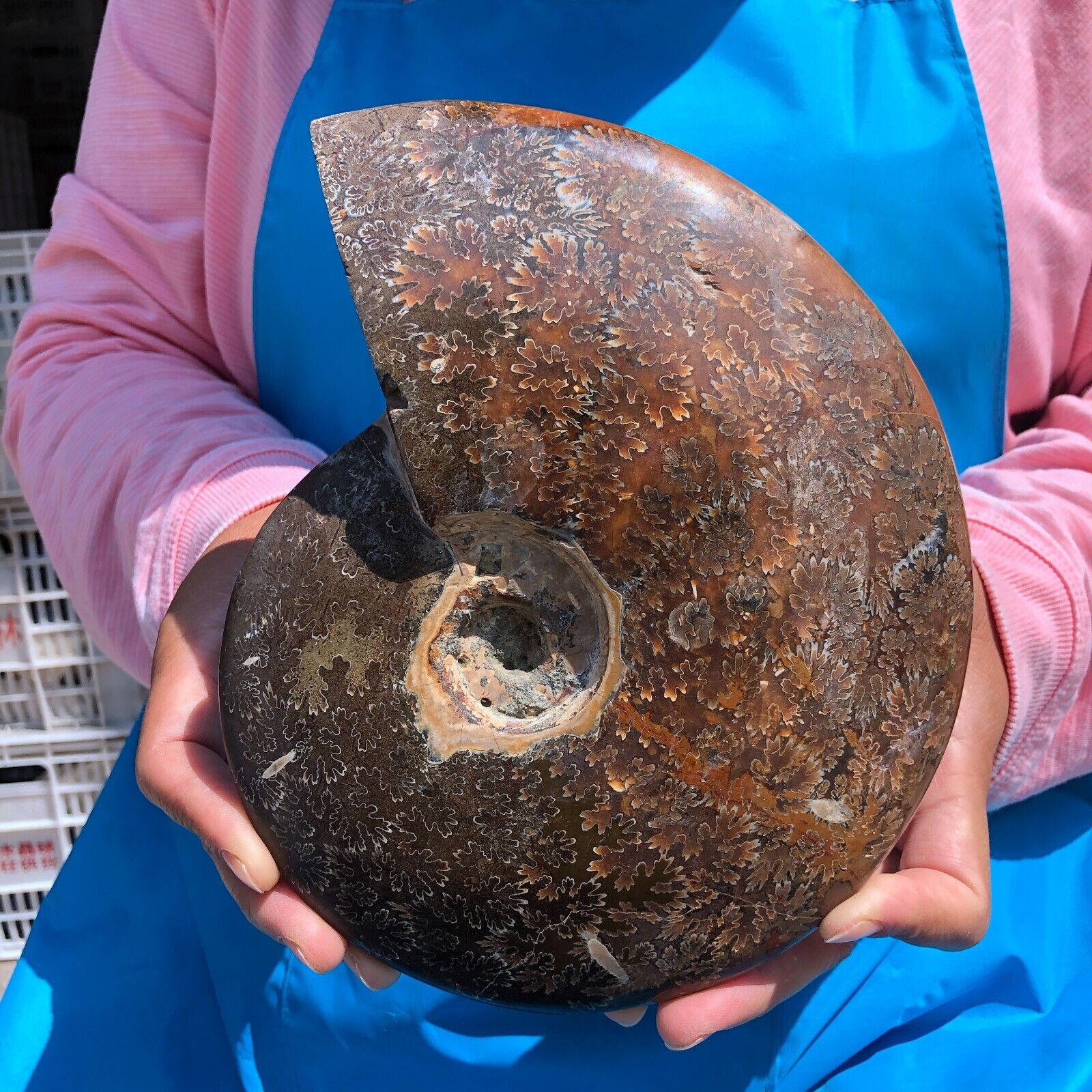 3.6LB Natural Large Beautiful Ammonite Fossil Conch Crystal Specimen Healing