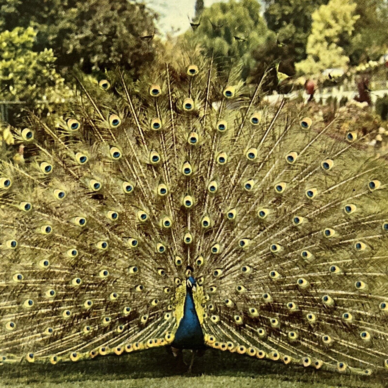 Peacock Vintage Postcard Oregon Portland Great Strutter Bird Tourist Novelty ⭐️