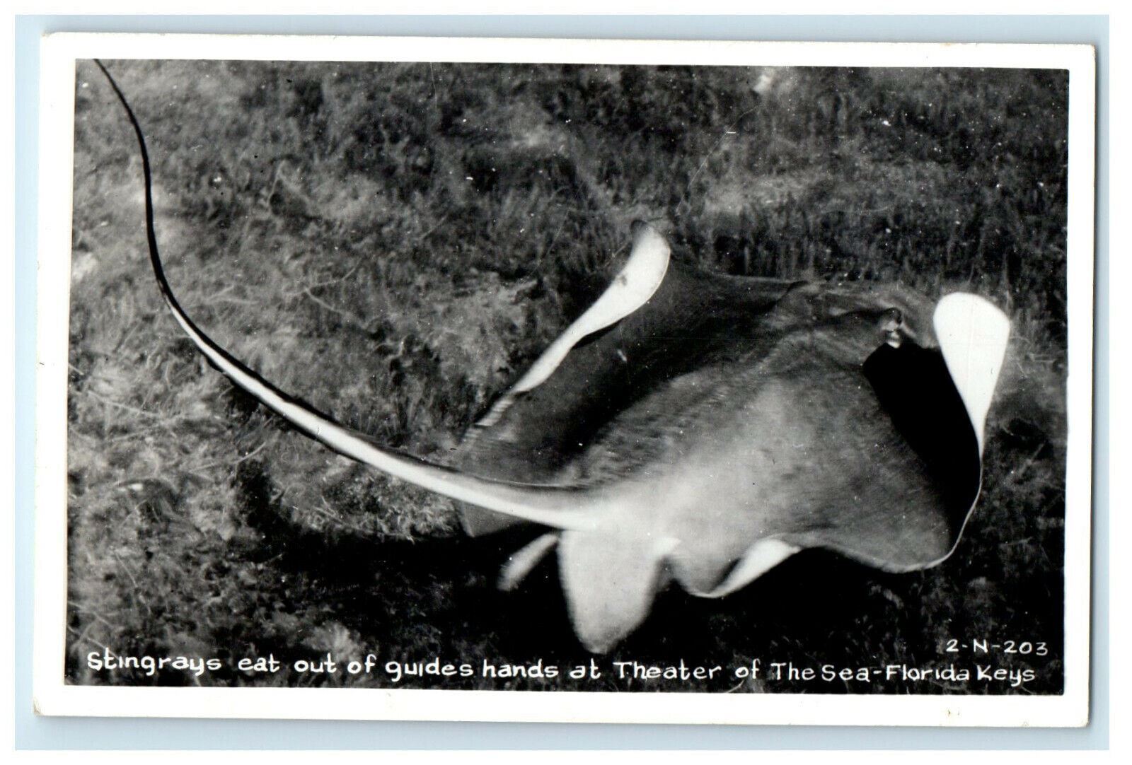 c1950 Stingrays Eat Out of Guides Hands Theater of The Sea Florida RPPC Postcard