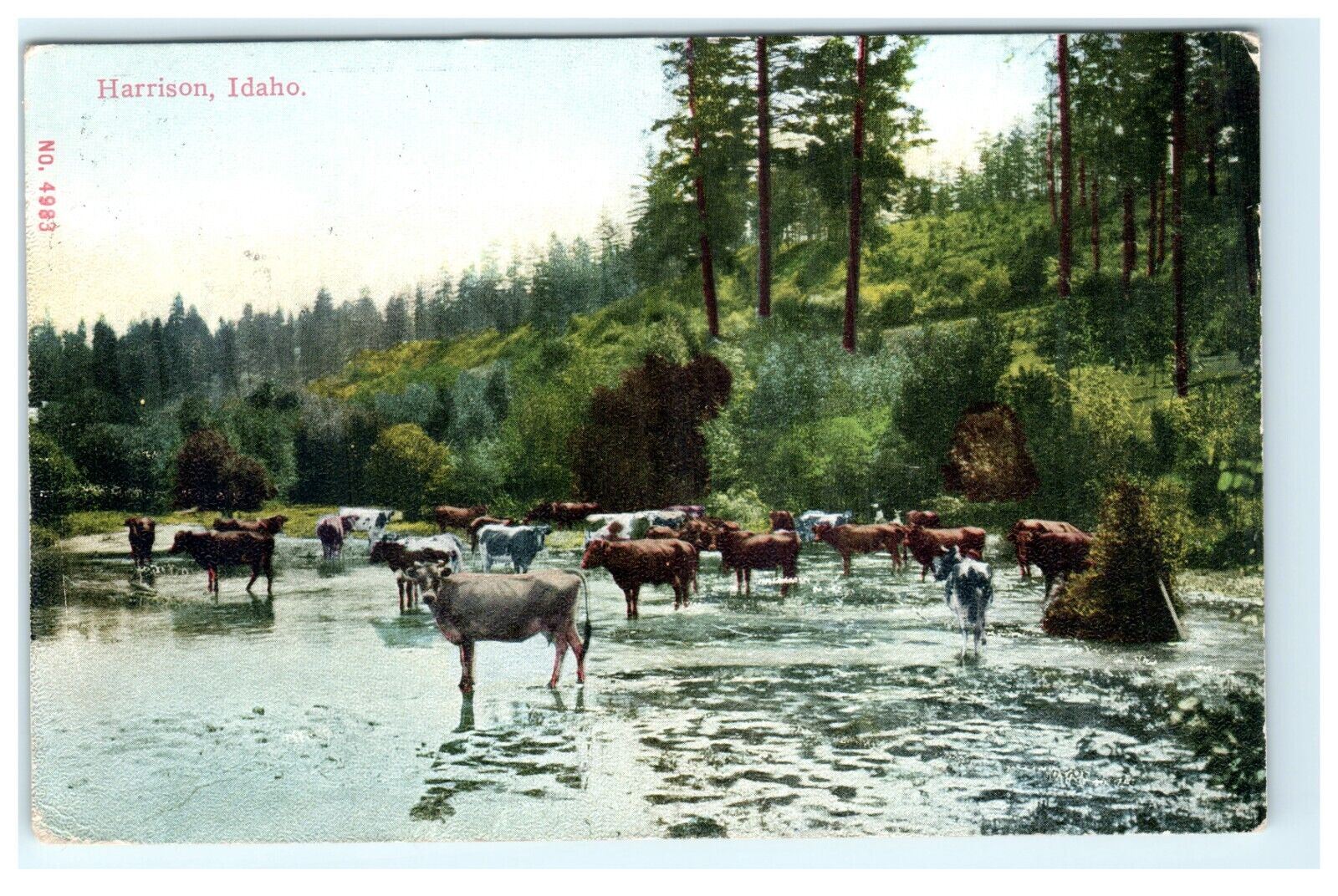 1911 Cows Drinking Harrison ID Idaho Postcard