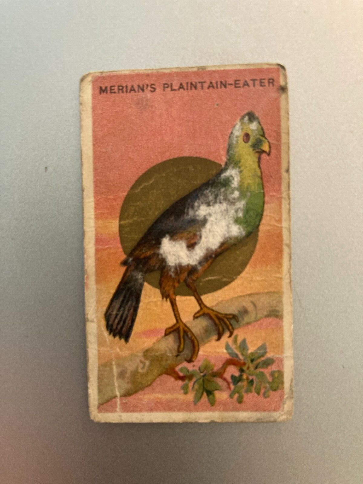 T43 Mecca Cigarettes, Bird Series, 1911, Plaintain Eater B16