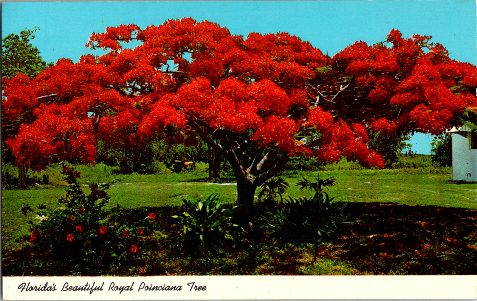 Vintage Florida's Beautiful Royal Poinciana Tree Red Bloom FL Florida Postcard