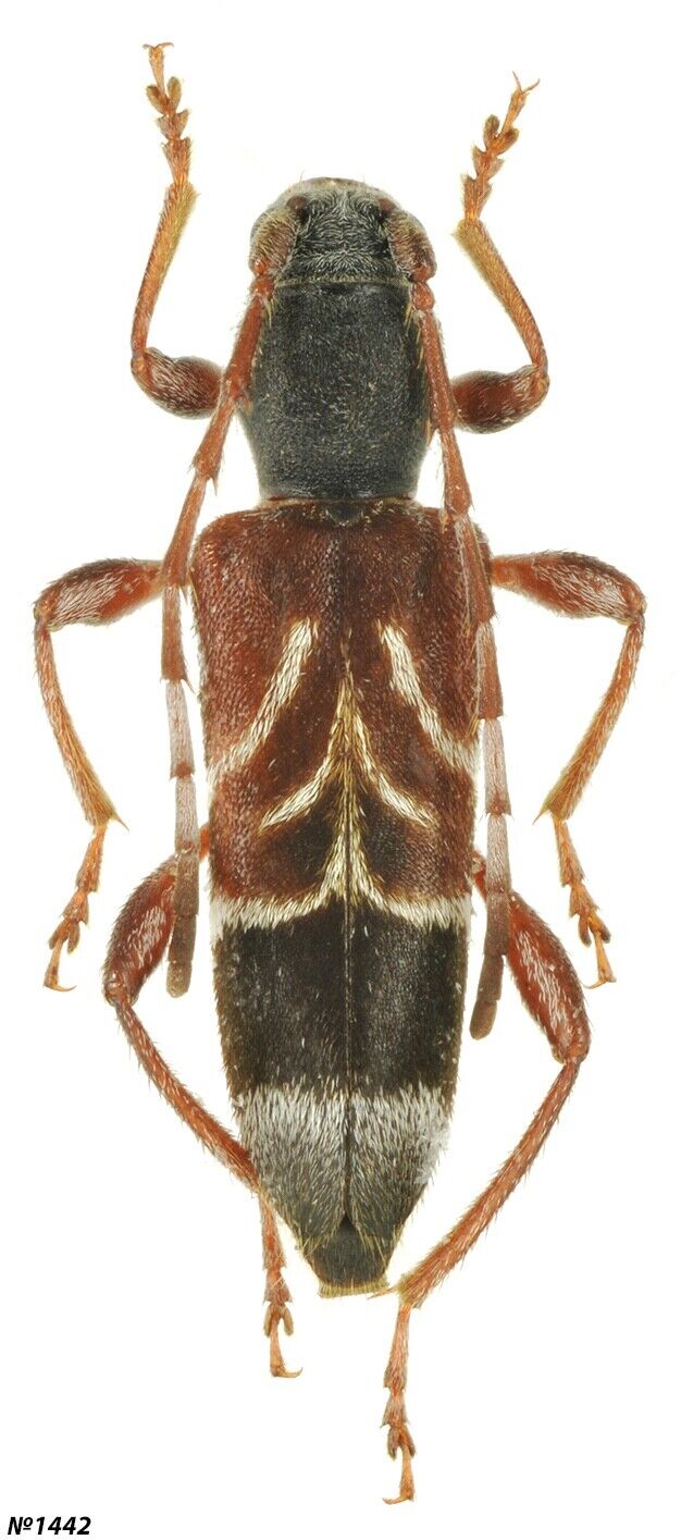 Coleoptera Cerambycidae Anaglyptus arabicus Abkhazia 11mm