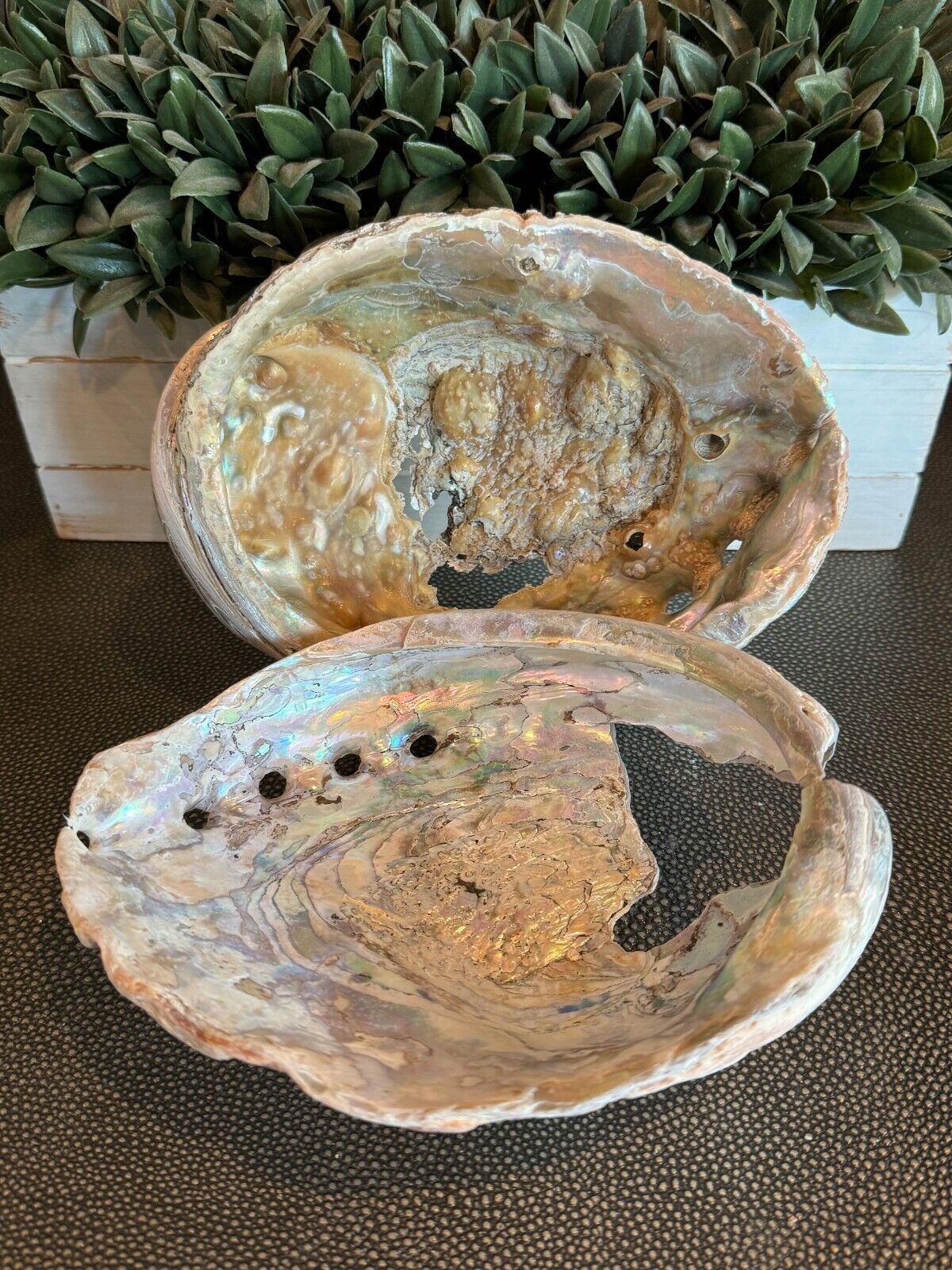 Pair 2 Large Abalone Sea Shell Set Of Two Colorful Mother Of Pearl Great Color