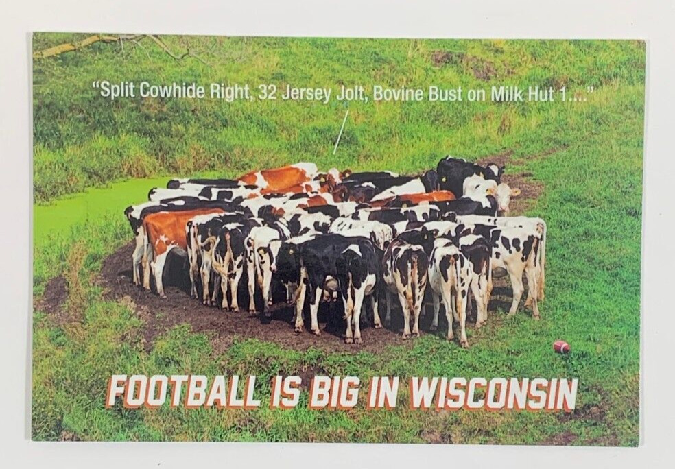 Wisconsin Cow Huddle Football is Big in Wisconsin Postcard Unposted