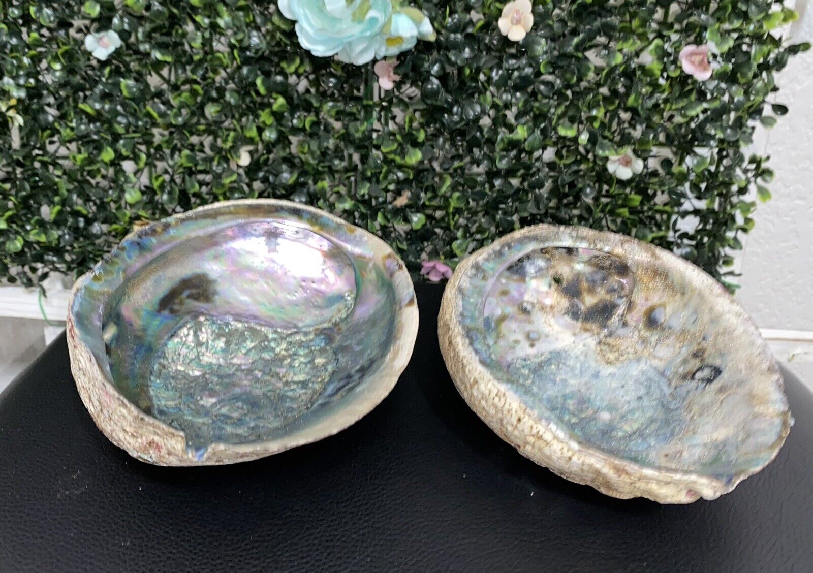 2 Abalone Shell  Paua Rainbow LG Sea Green Blue Medium And Large