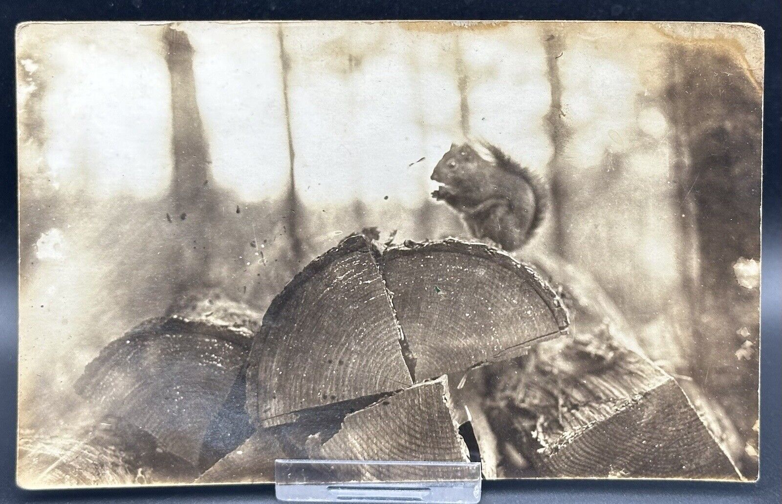 1907-1915 RPPC Of 🐿️ Squirrel 🐿️ Eating Acorns On Log Post Card