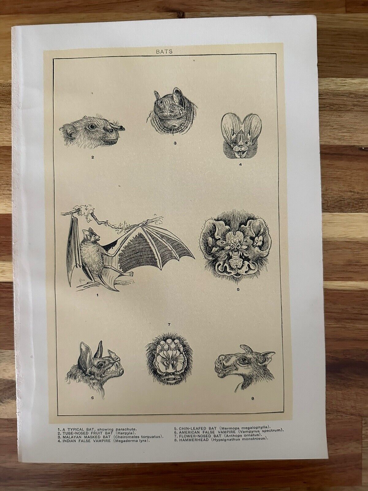 Vintage Ephemera 1902 Encyclopedia Plate Print Of  Bats 6 3/4”X 9 3/4”