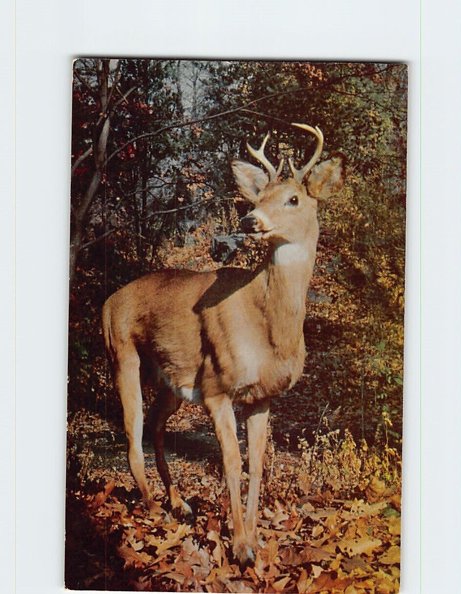 Postcard Deer in the Woods