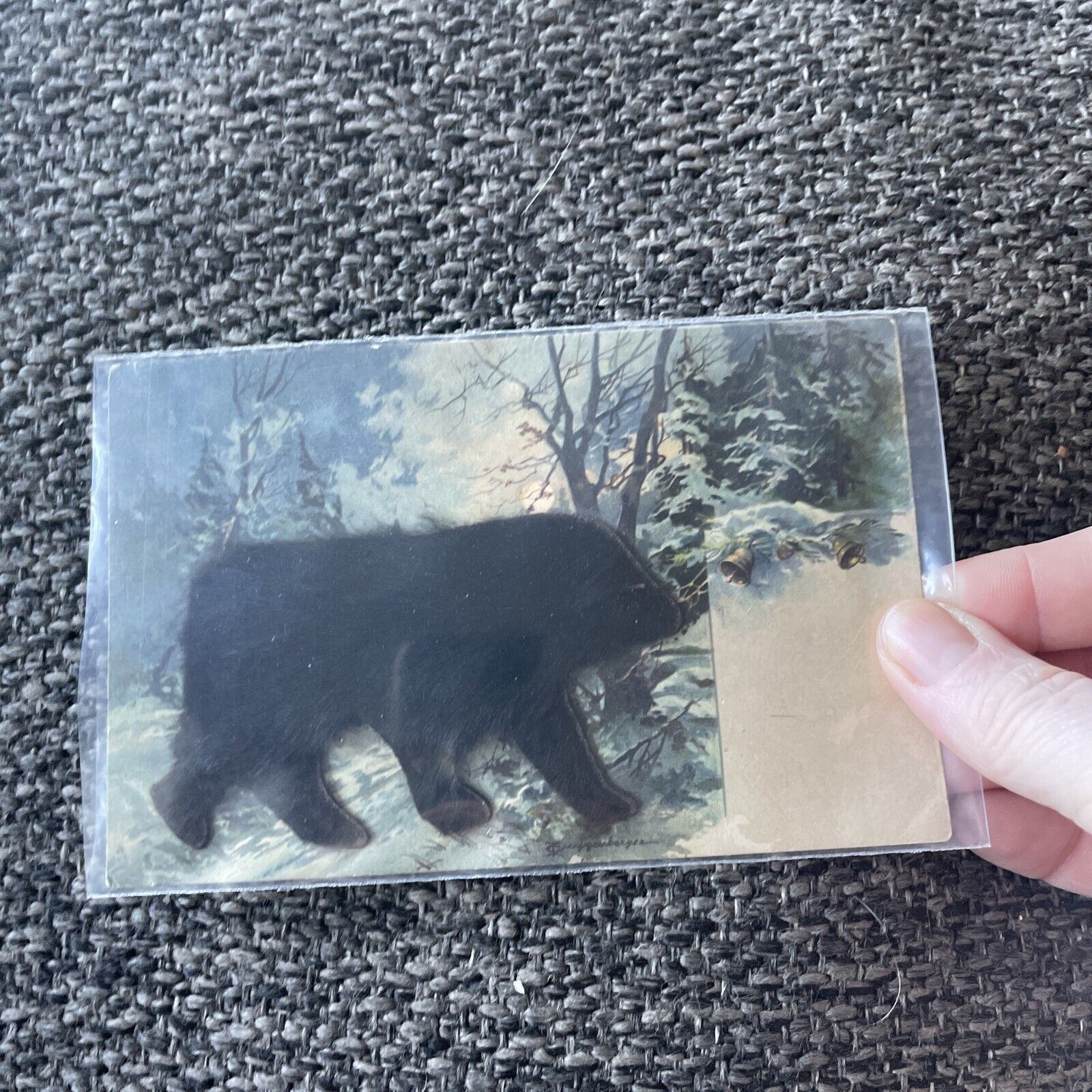 Antique Postcard Black Bear 3D fur 1908  ephemera