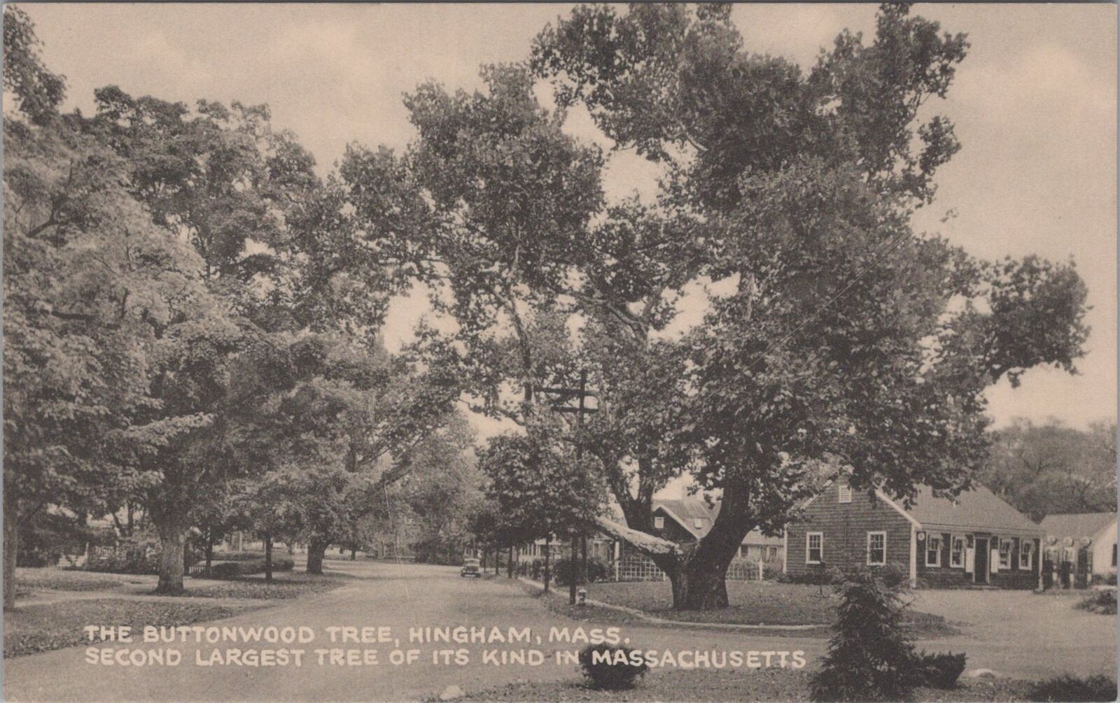 Buttonwood Tree Hingham Massachusetts  Postcard