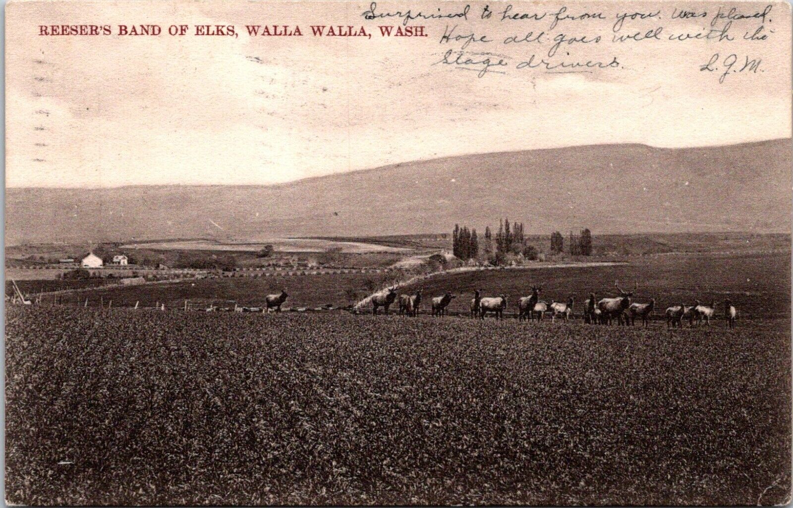 Elks Walla Walla WA Reeser Band Elks Washington Field 1908 Germany postcard H446
