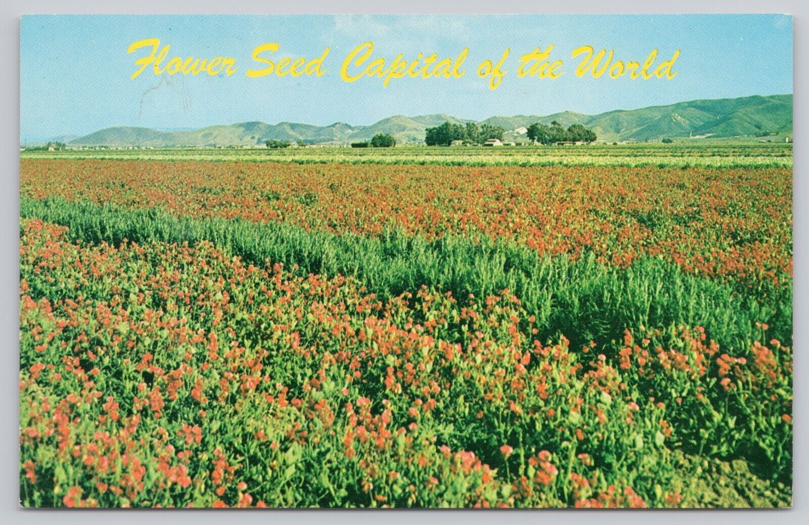 Lompoc California, World Flower Seed Capital Field of Flowers, Vintage Postcard