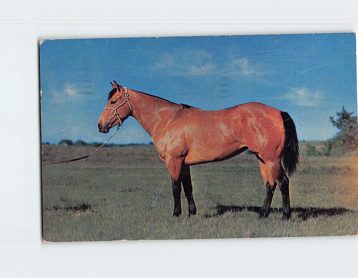 Postcard Typical Quarter Horse