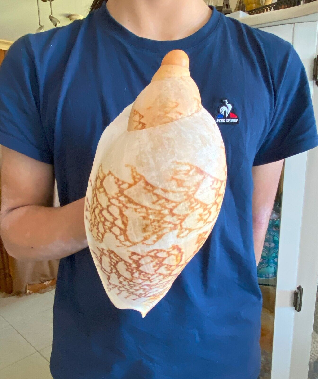 SEASHELL Voluta HUGE 282mm 754gr  One of the LARGEST size that can be found 