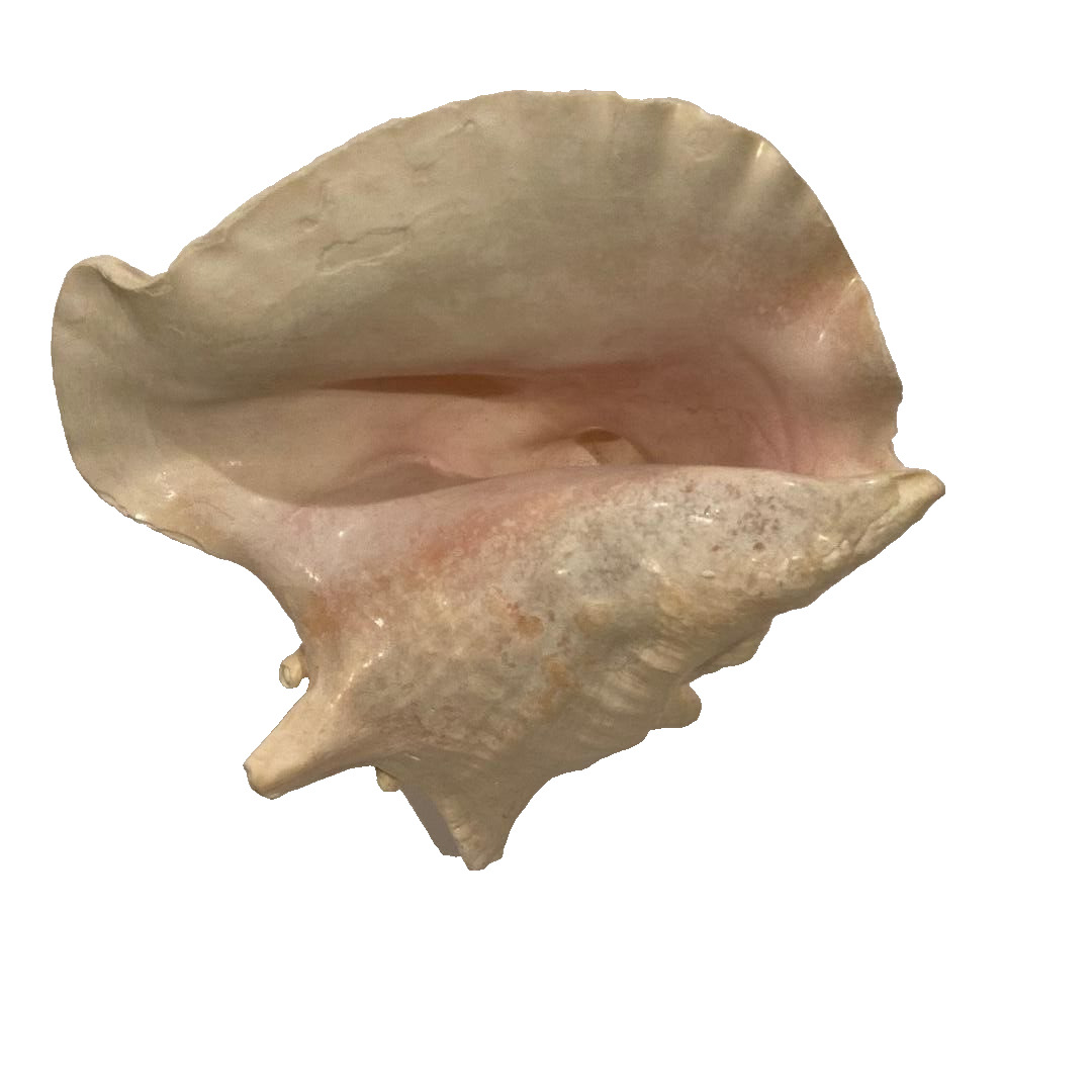 Large pink sea shell