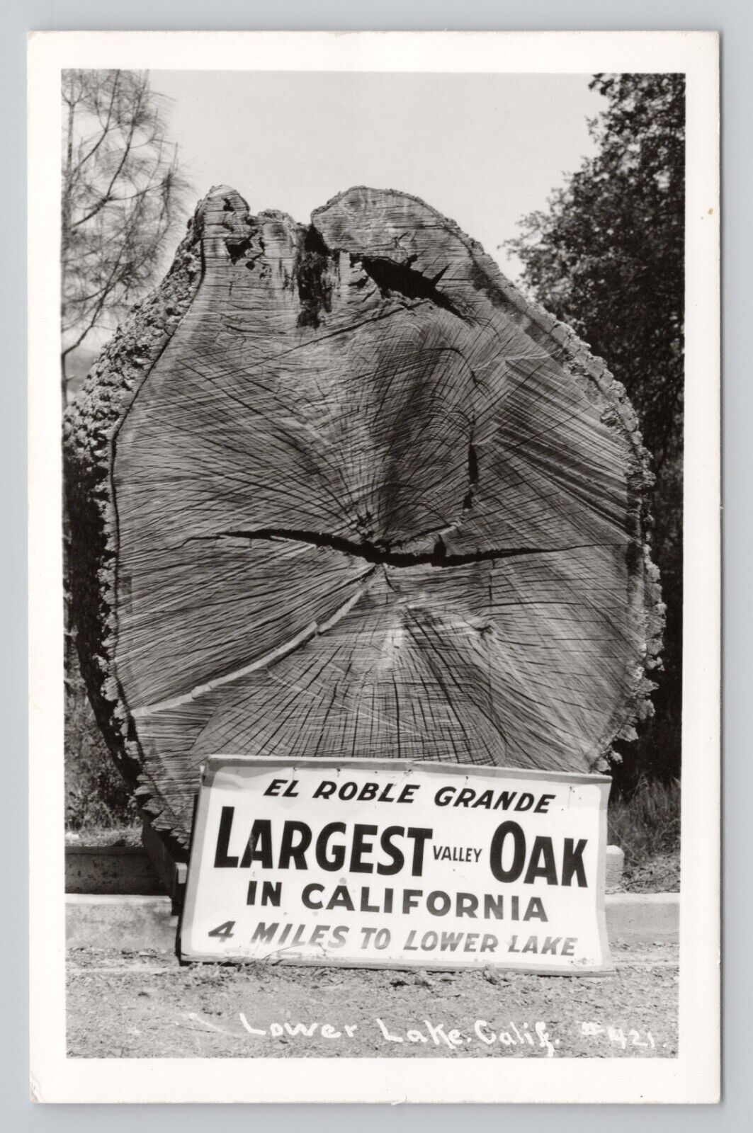 El Roble Grande Largest Valley Oak Tree Lower Lake California Real Photo RPPC