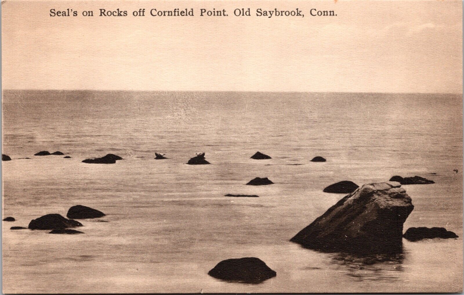 Old Saybrook Connecticut CT Seals On Rocks Off Cornfield Point Vintage Postcard