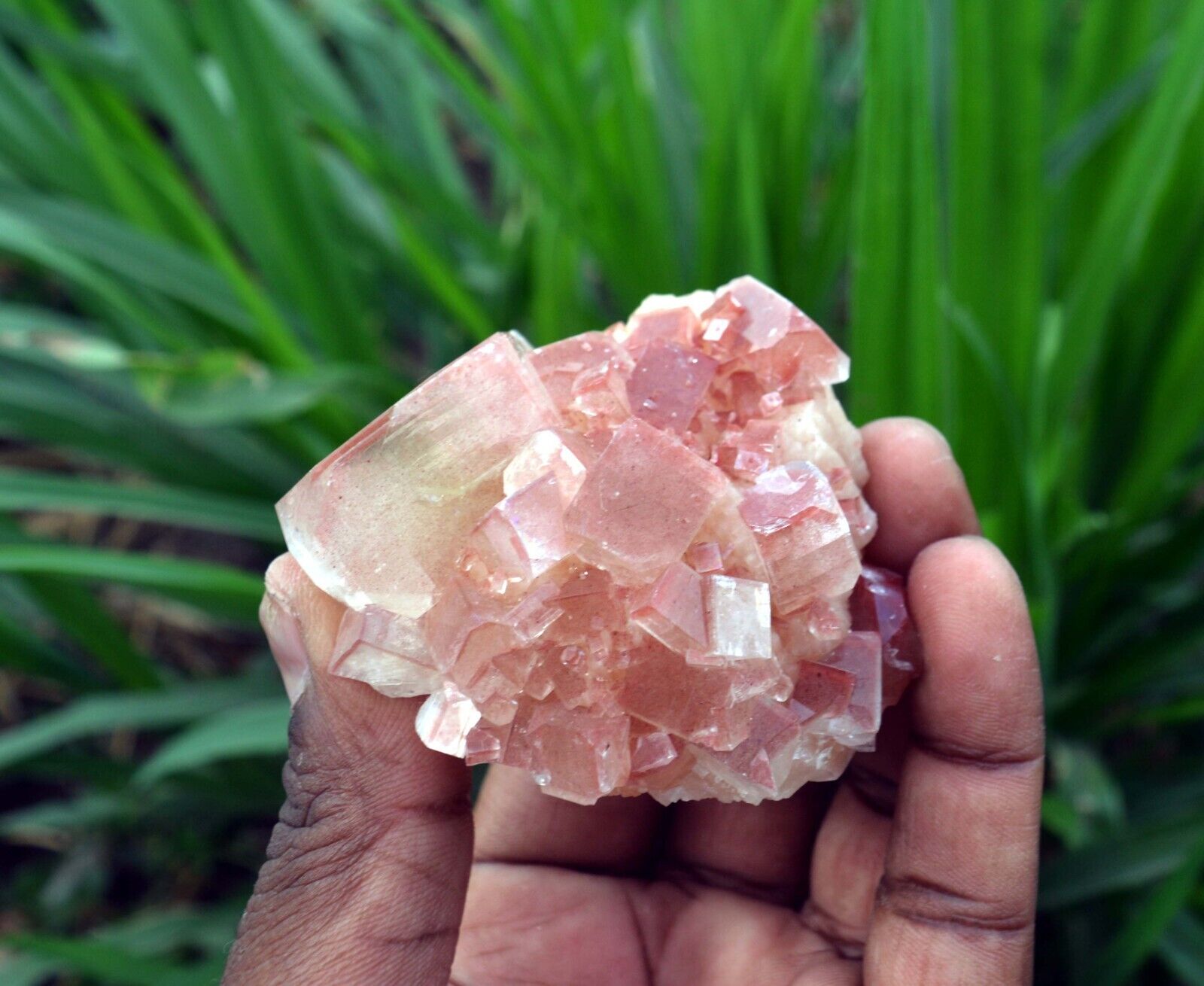 Marshy APOPHYLLITE Crystals On STILBITE Minerals J-6.24