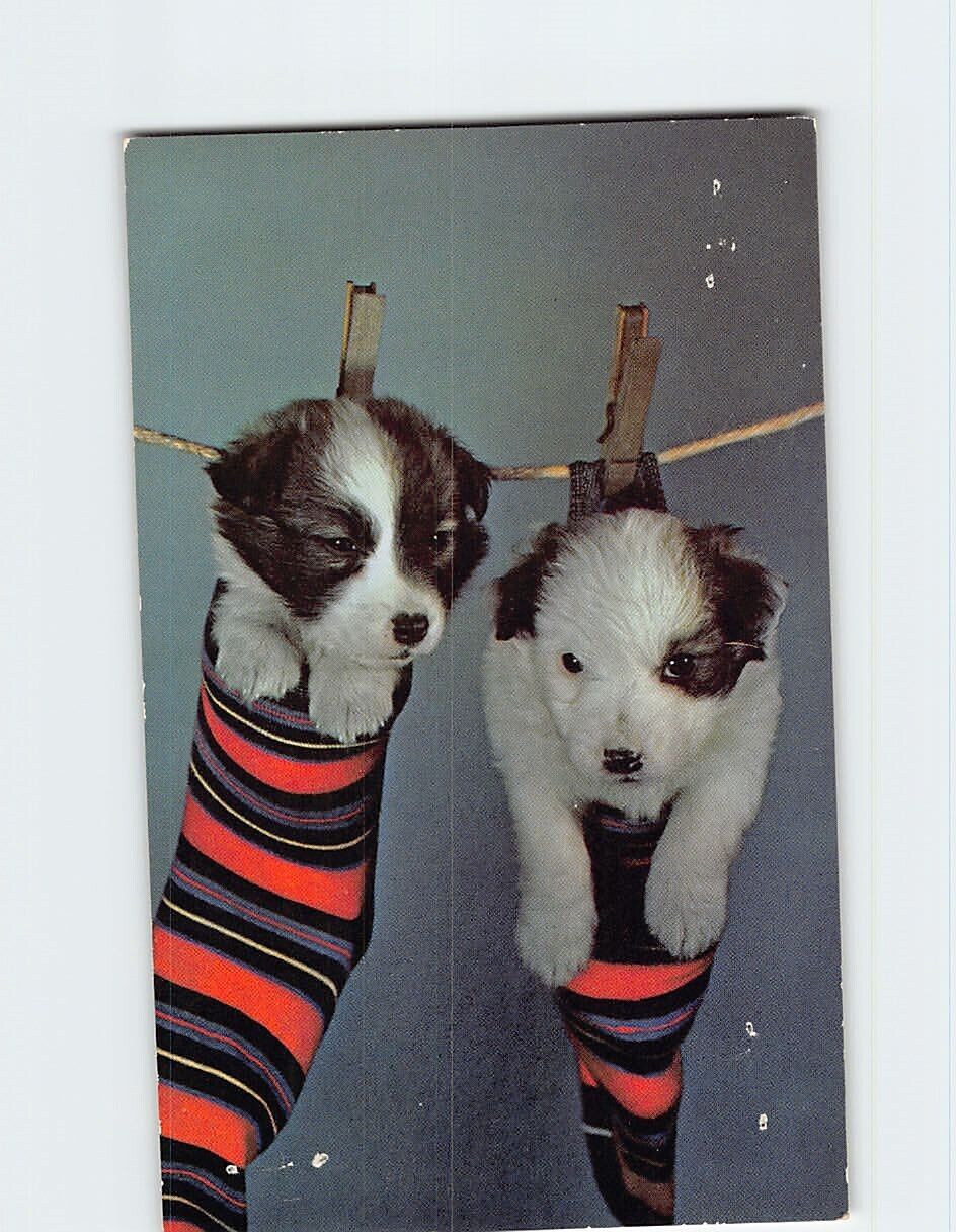 Postcard Two Puppies on Socks