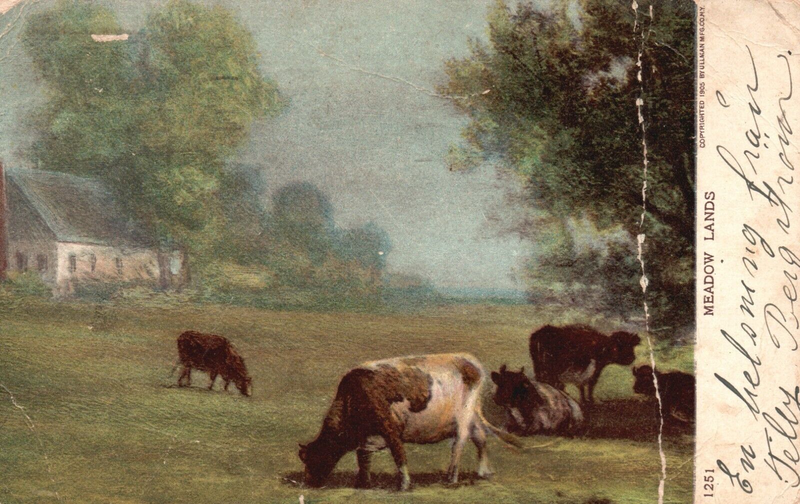 Vintage Postcard 1906 Cows in the Meadow Lands Farm Pub. Ullman Mfg.