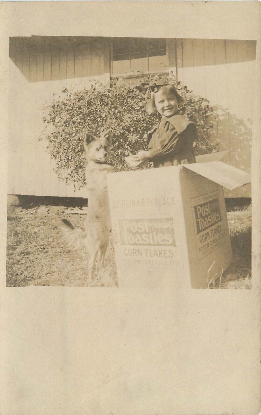 c1907 RPPC Postcard; Girl in Big Post Toasties Box, Terrier Dog Standing Up