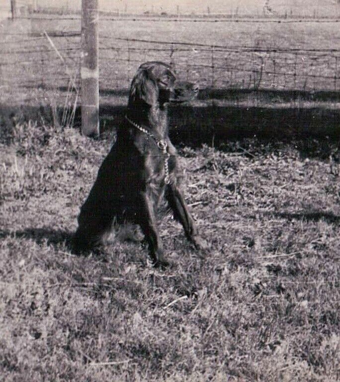 2 Vintage Old 1950's Photo of Pretty Irish Setter DOG Sitting in the Sun 🐕