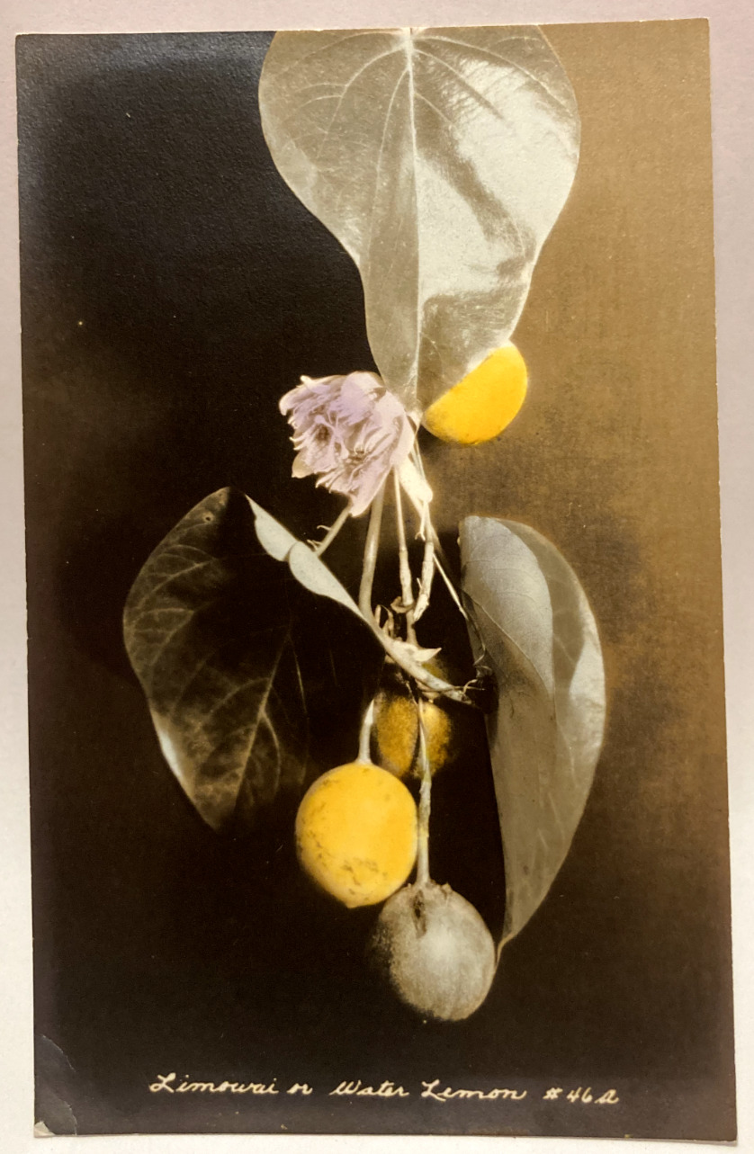 RPPC Tinted Lemon Plant Fruit, Vintage Real Photo Postcard