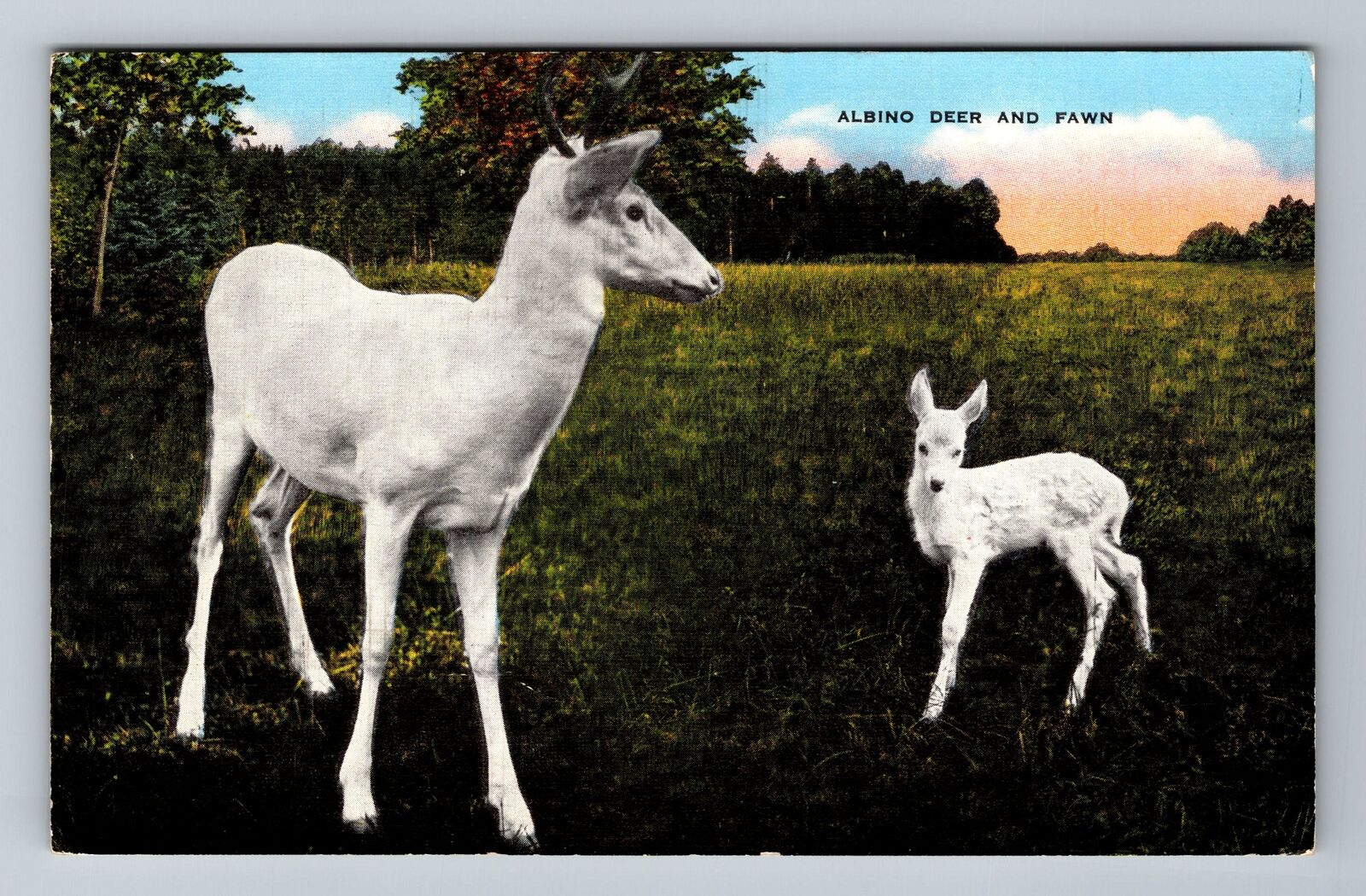 Albino Deer And Fawn Vintage Souvenir Postcard