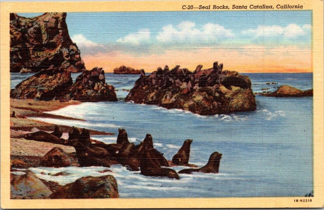 Catalina Island CA California Seal Rocks Antique Vintage Souvenir Postcard UNP