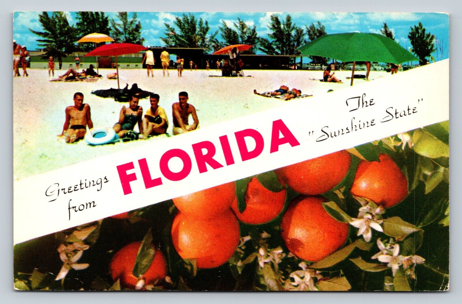 Greetings From the Sunshine State FLORIDA Vintage Postcard 0833