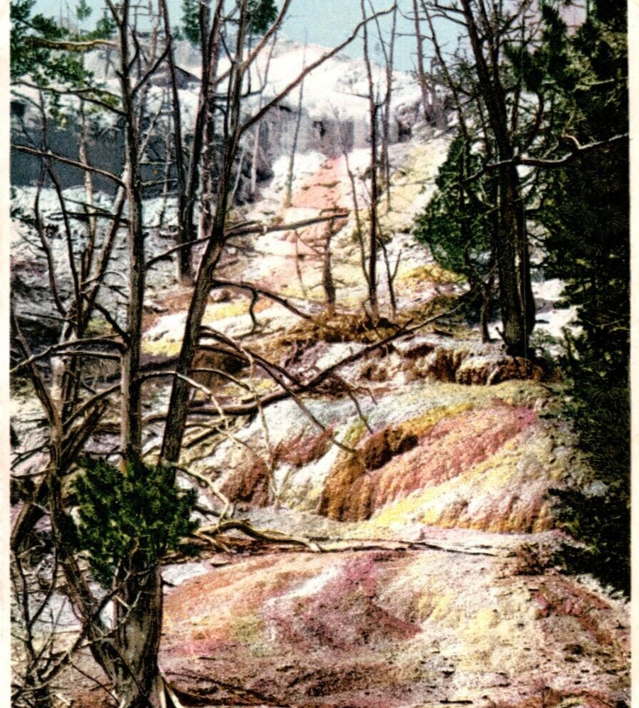 A New-Born Spring & Terrace Photographic Yellowstone National Park Postcard A7