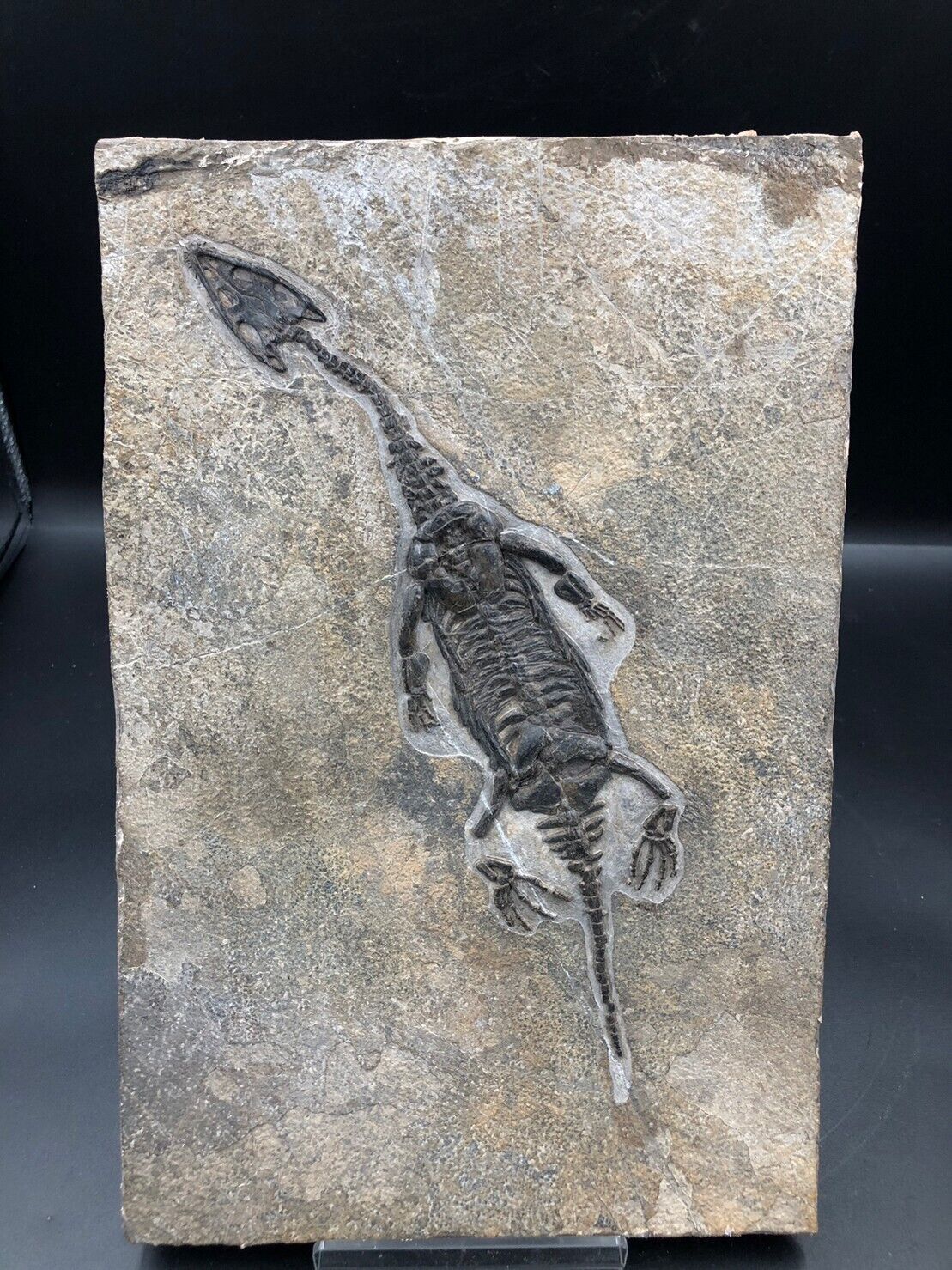 Juvenile Nothosaurus (Real Fossil) Fossil Collection  Theropoda-House