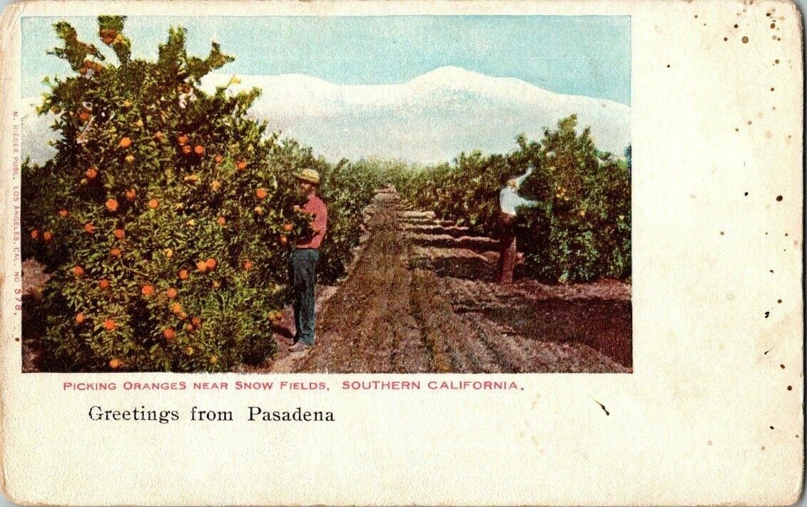 1906. ORANGE GROVES. GREETINGS FROM PASADENA, CA. POSTCARD HH5