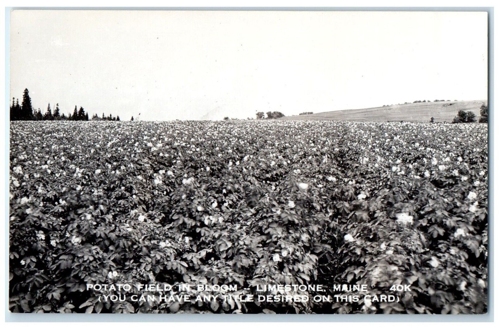 c1940's Potato Field In Bloom Limestone Maine ME RPPC Photo Vintage Postcard