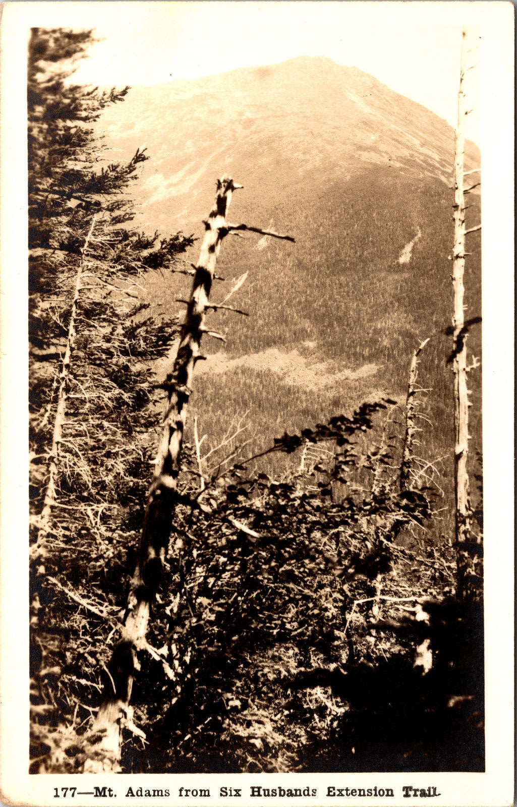 Mount Adams from 6 Husbands Shorey Studio Gorham NH RPPC Vintage Postcard