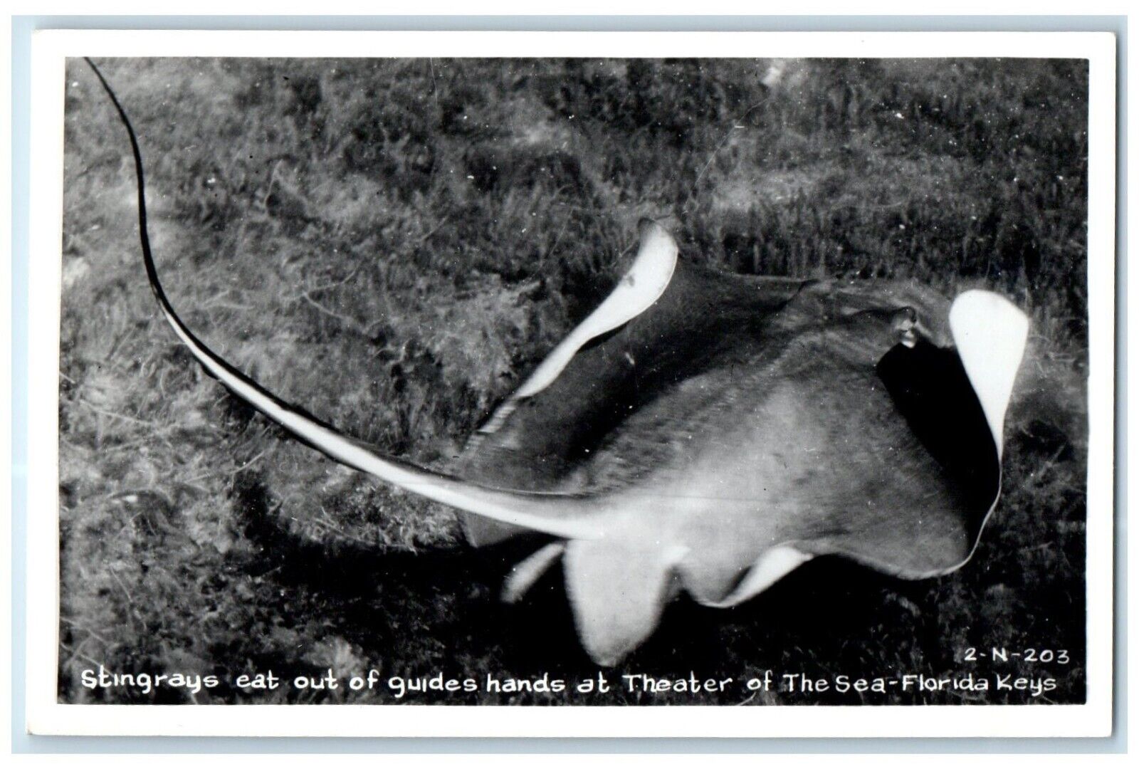 c1950's Stingrays Eat Out At Theater Sea Florida Keys Cline RPPC Photo Postcard