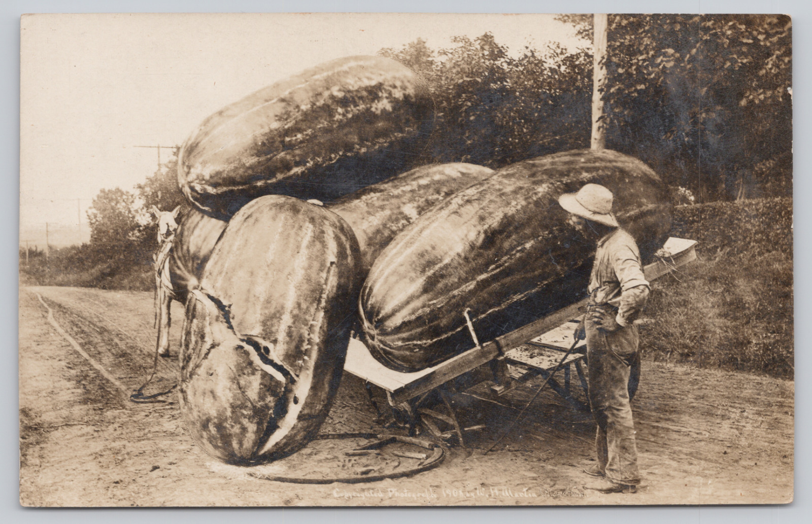 Exaggerated Watermelons on Wagon Centralia IL 1911 RPPC Horse Farmer Agriculture