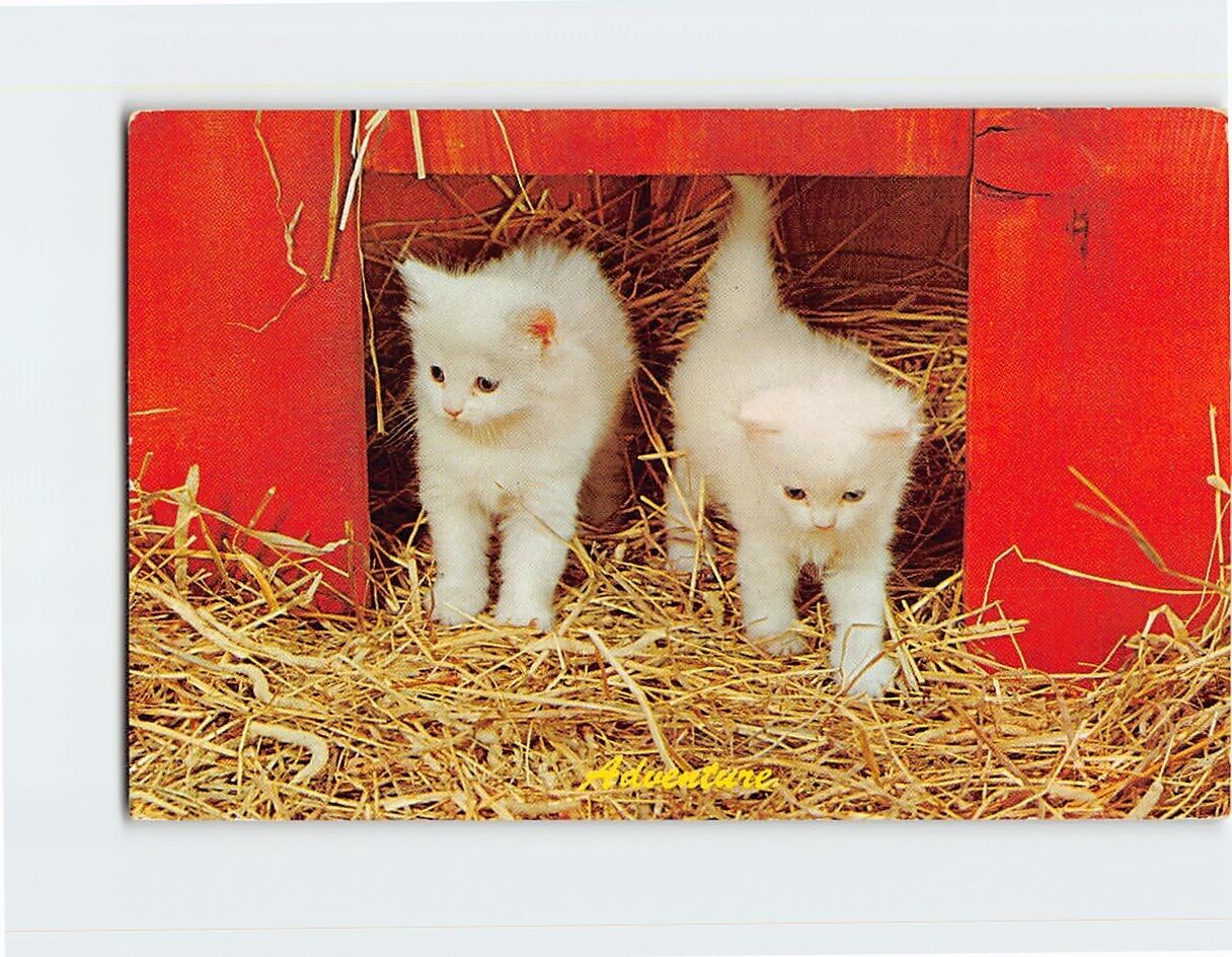 Postcard Two Cute White Kittens