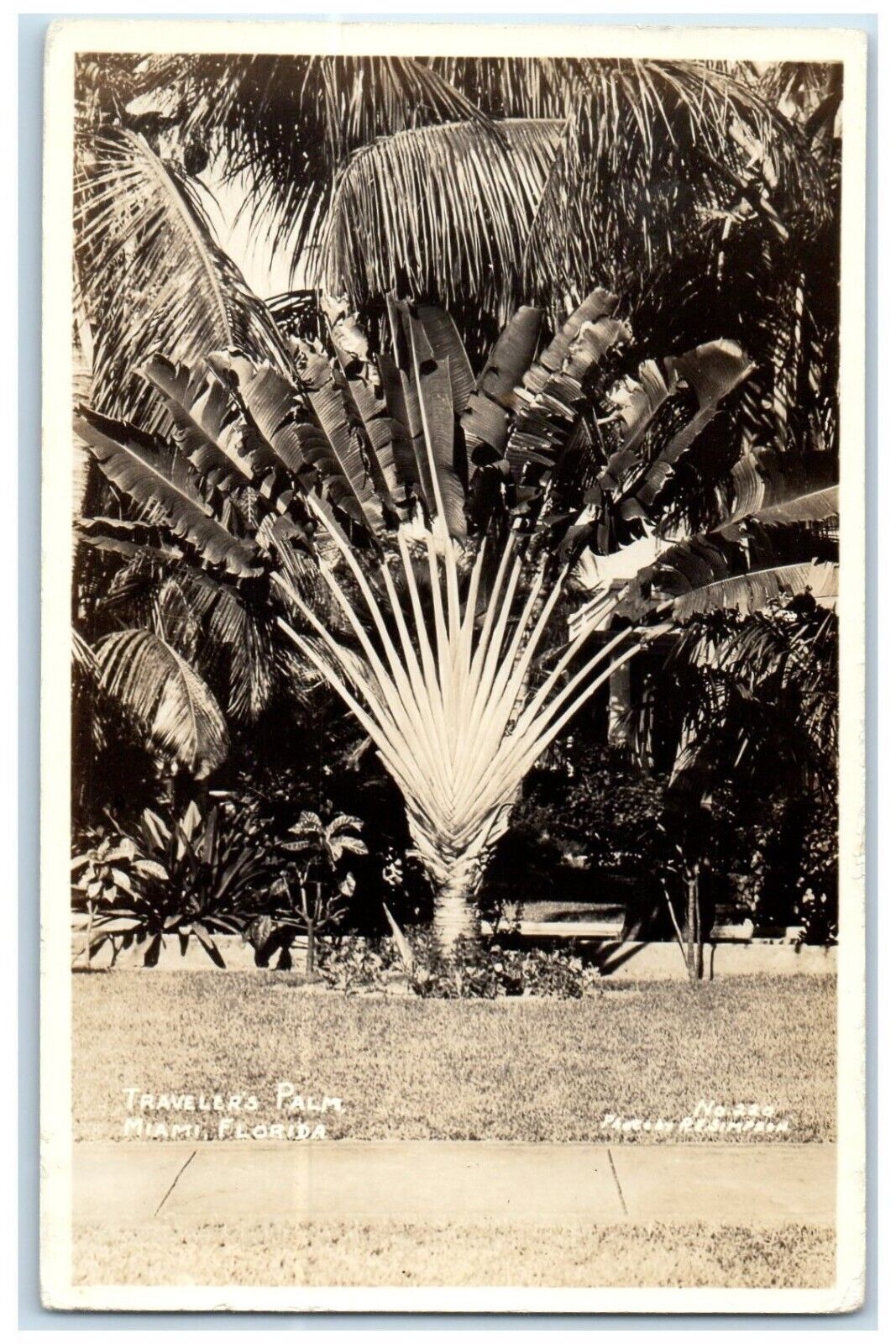 1938 View of Travelers Palm Miami Florida FL RPPC Photo Posted Vintage Postcard