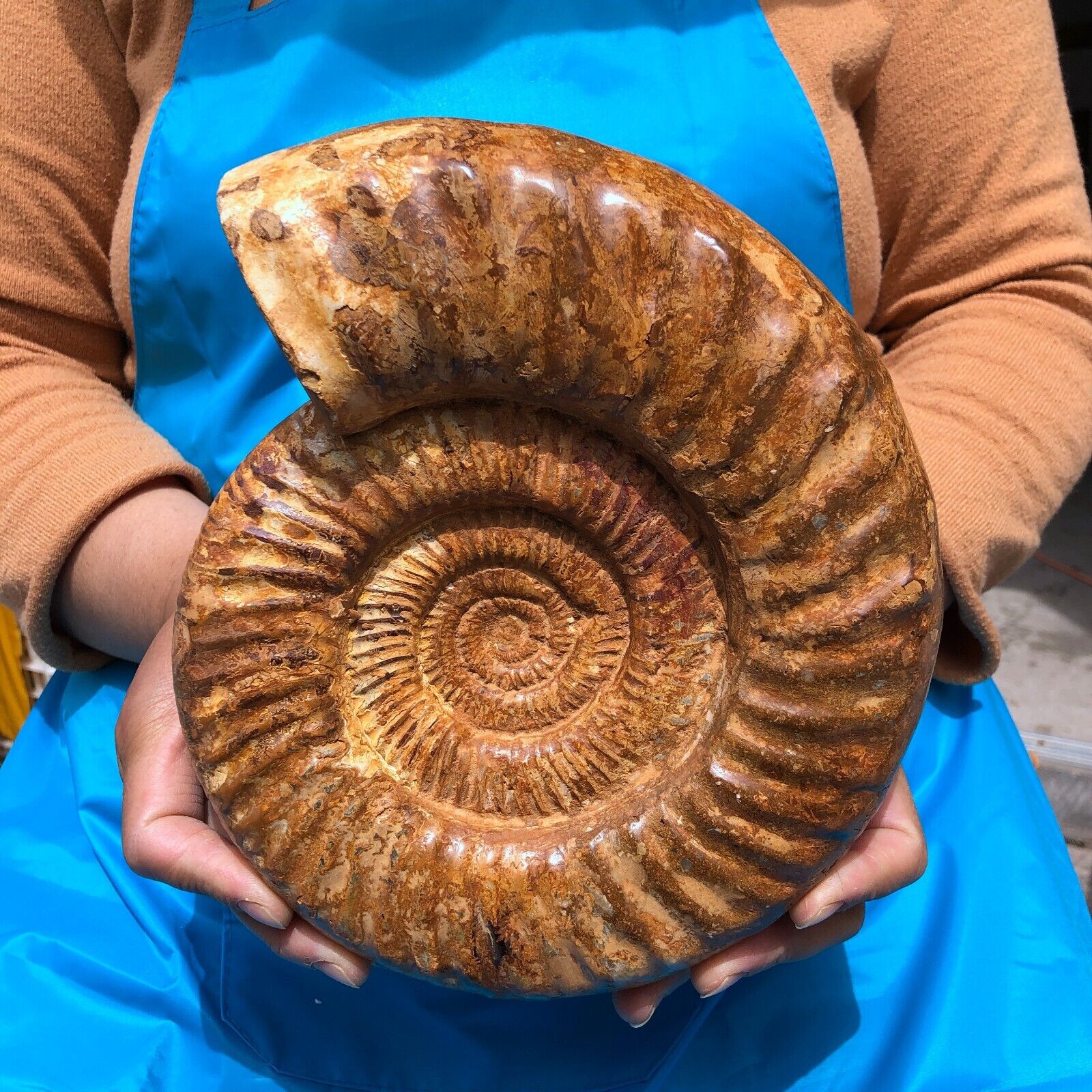 6.68LB TOP Natural Beautiful ammonite fossil conch Crystal specimen heals 1150