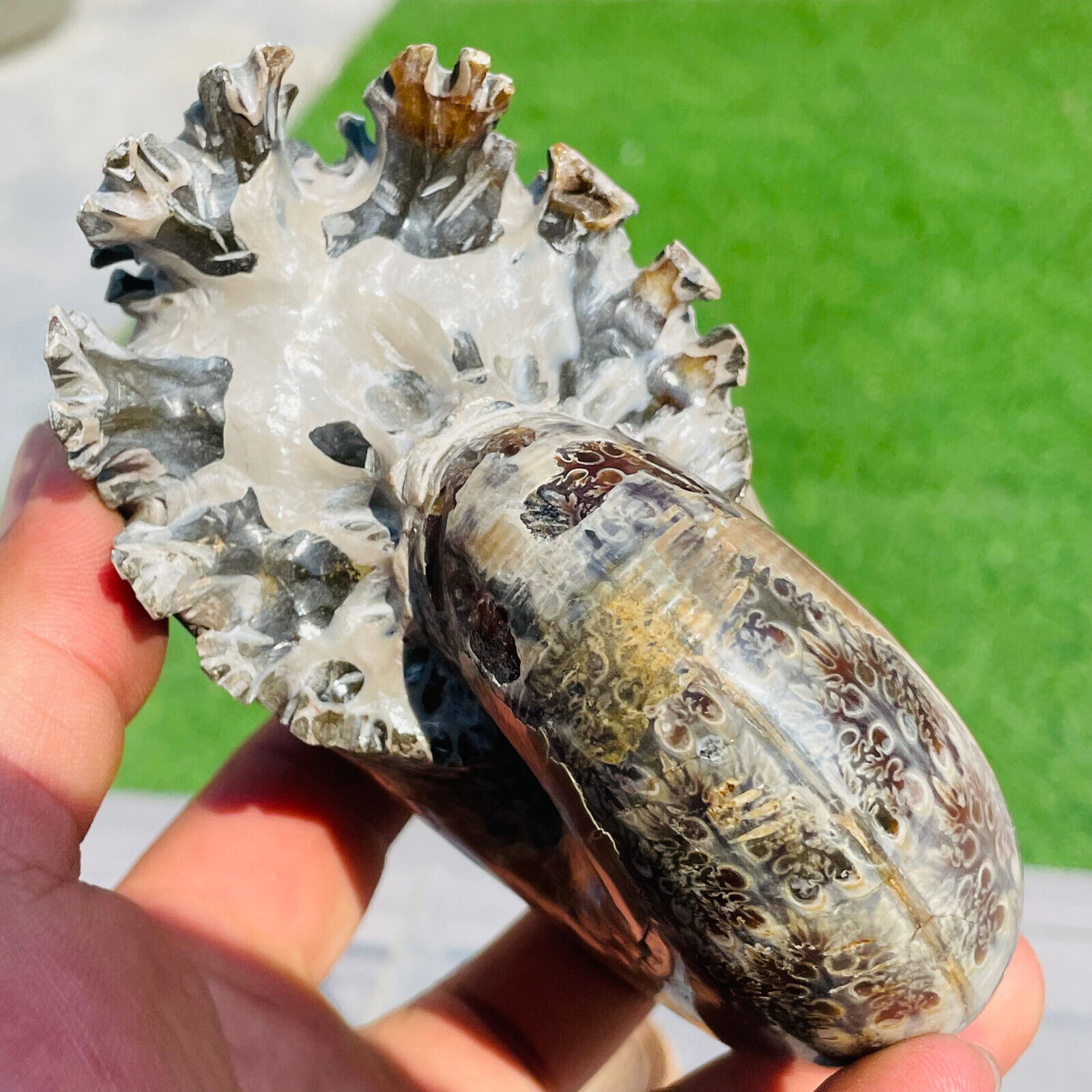 1.39lb Rare Natural Ammonite Fossil Conch Crystal Specimen Healing