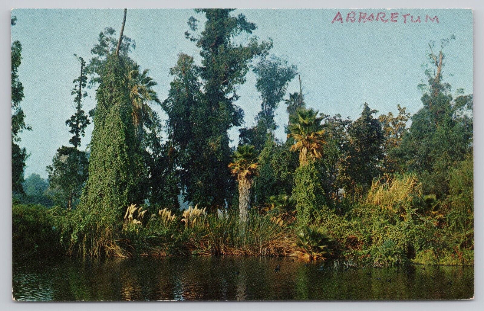 Arcadia California, Los Angeles State & County Arboretum, Vintage Postcard