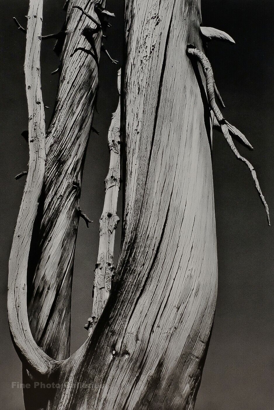 1933/72 ANSEL ADAMS Vintage Dead Wood Tree Duotone Photo Engraving Art 11X14