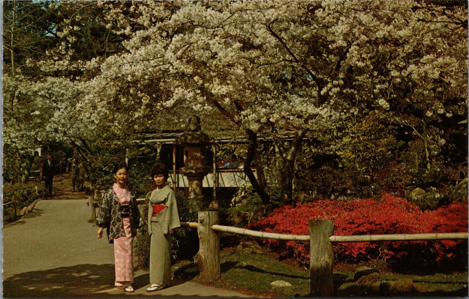 Japanese Tea Garden San Francisco CA Women Kimonos Cherry Blossom Tree Postcard