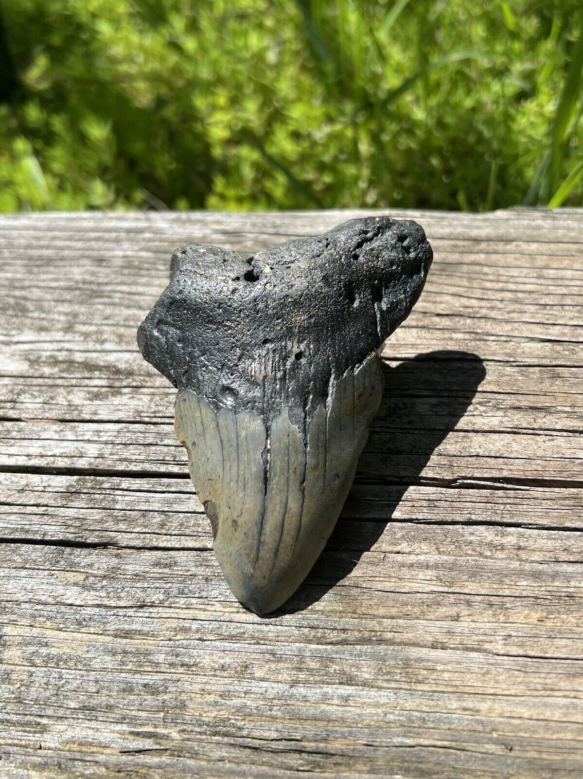 Large Megalodon Shark Tooth- Natural 3.3” Miocene Age Fossilized Shark Tooth