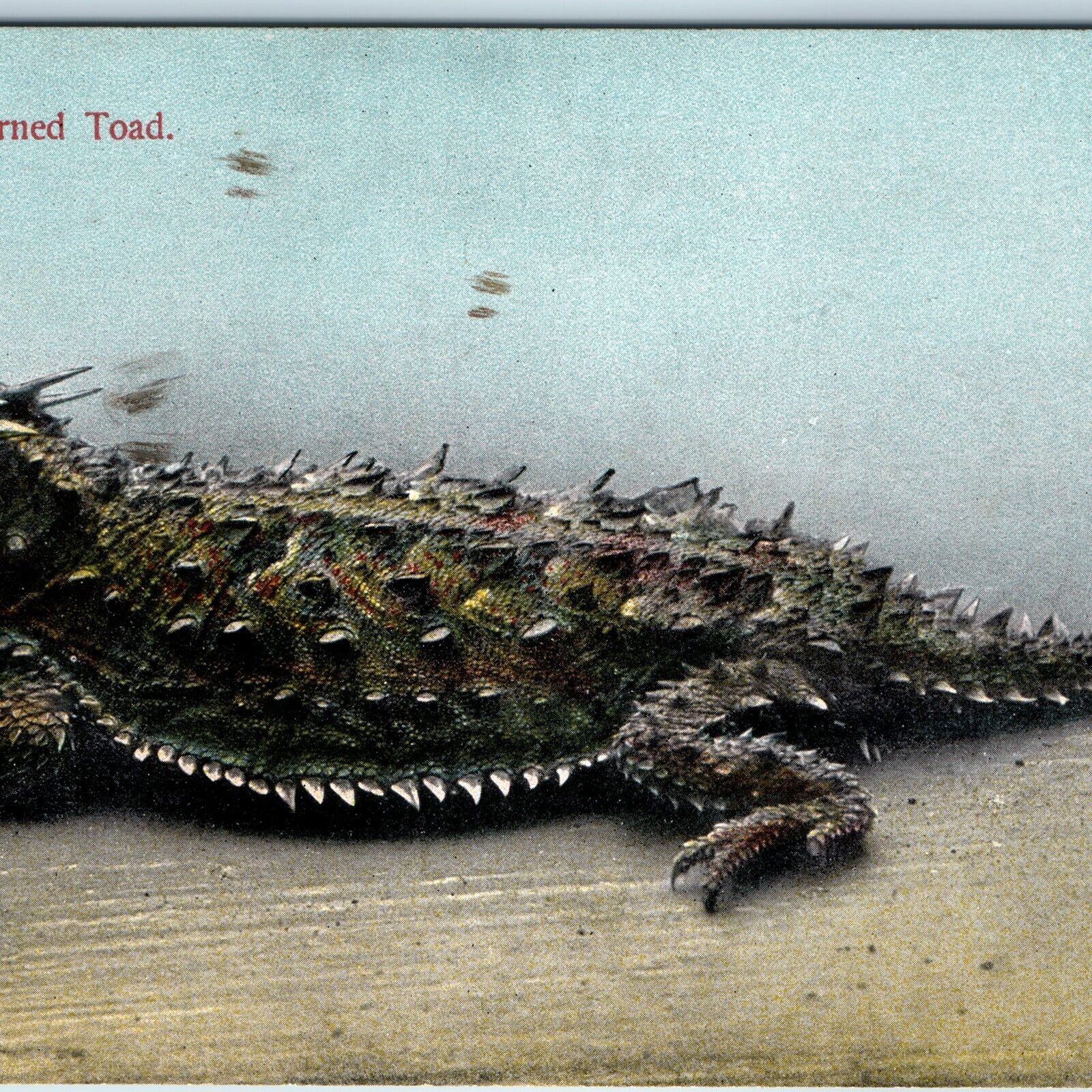 c1910s Horned Toad Antique Litho Photo Postcard Pub by M Rieder Los Angeles A215